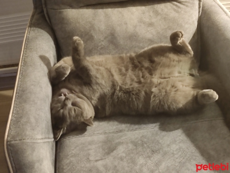 British Shorthair, Kedi  Paşa fotoğrafı