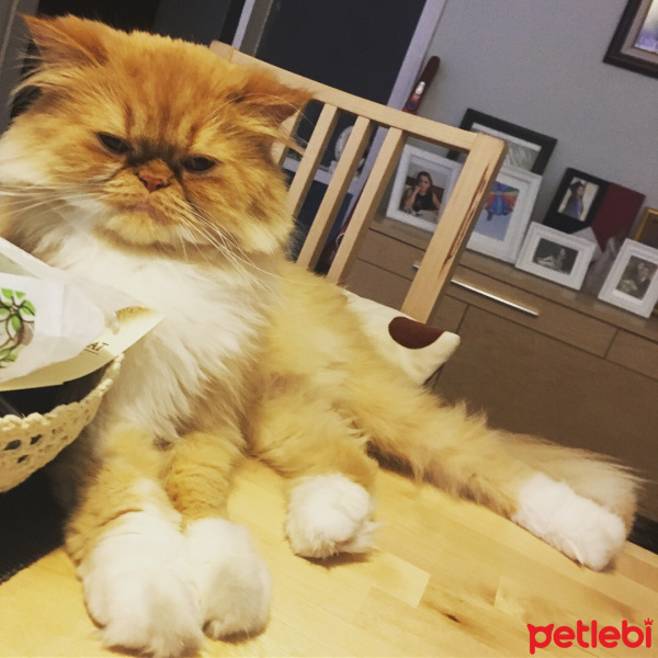 İran Kedisi (Persian), Kedi  Tarçın fotoğrafı