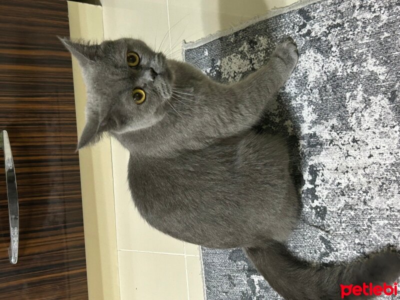 British Shorthair, Kedi  Pera fotoğrafı