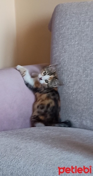 Tekir Kedi, Kedi  Şeker fotoğrafı