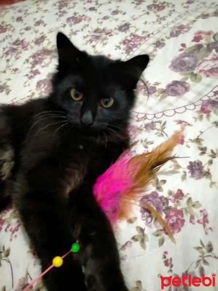 Tekir Kedi, Kedi  Minnoş fotoğrafı
