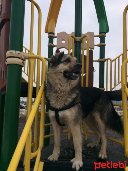 Sokö (Sokak Köpeği), Köpek  Kırpık  fotoğrafı