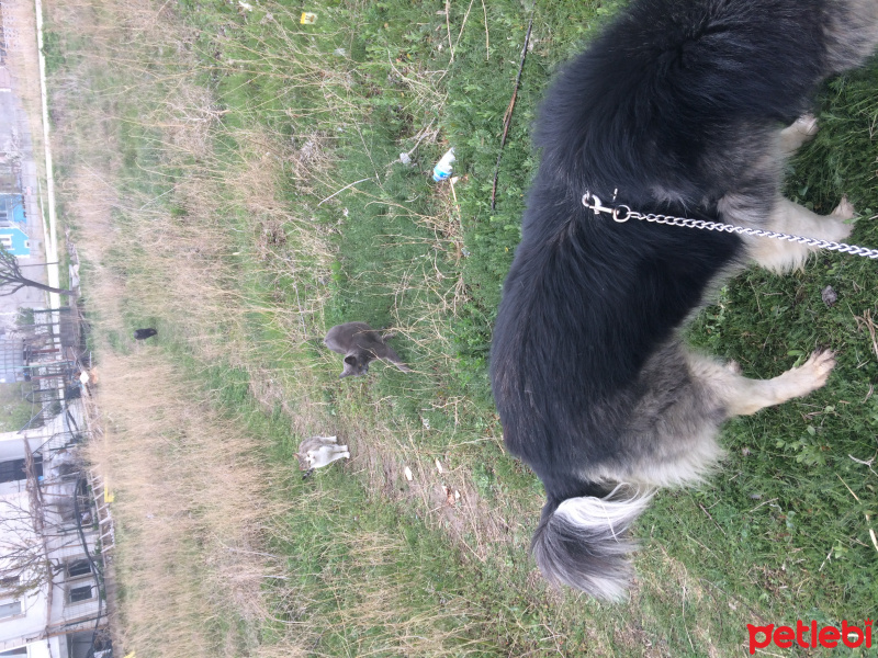 Sokö (Sokak Köpeği), Köpek  Kırpık  fotoğrafı