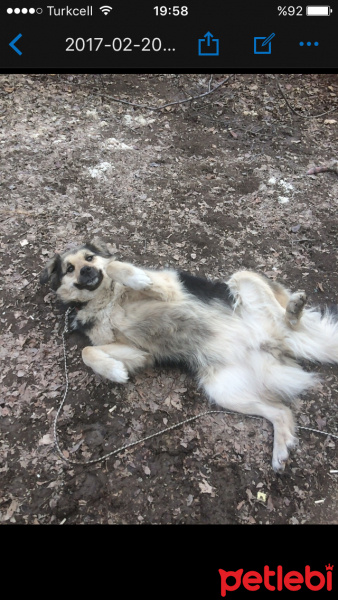 Sokö (Sokak Köpeği), Köpek  Kırpık  fotoğrafı
