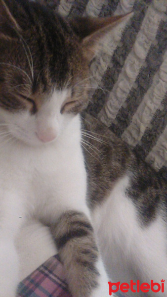 Tekir Kedi, Kedi  hikmet fotoğrafı