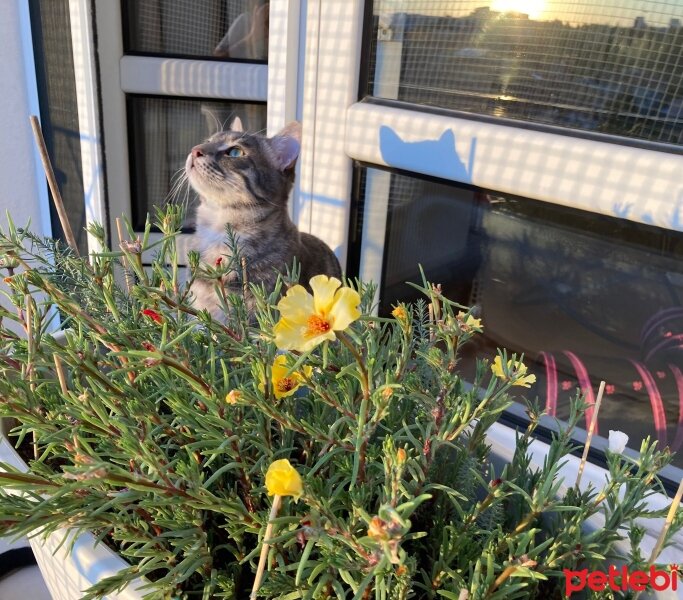 Soke, Kedi  Lokum fotoğrafı