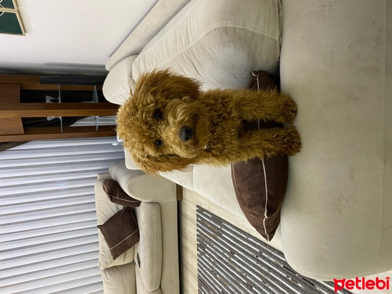 Poodle (Minyatür Kaniş), Köpek  Lokum fotoğrafı