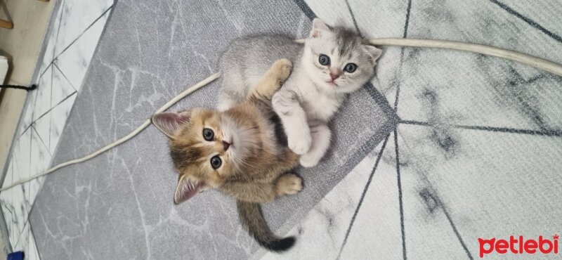 Scottish Fold, Kedi  Scottish straight fotoğrafı