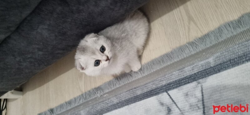 Scottish Fold, Kedi  Scottish straight fotoğrafı