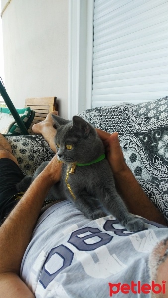 British Shorthair, Kedi  Gölge fotoğrafı