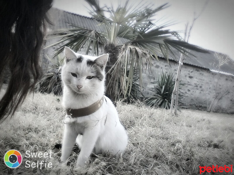 Ankara Kedisi, Kedi  Bulut fotoğrafı