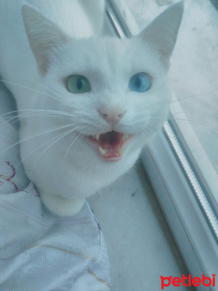 Van Kedisi, Kedi  Filya  fotoğrafı