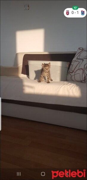 Tekir Kedi, Kedi  Safiş fotoğrafı