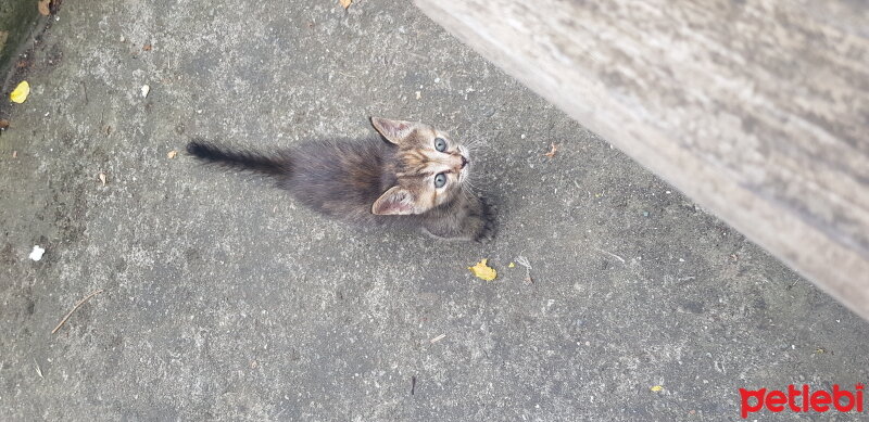 Tekir Kedi, Kedi  Safiş fotoğrafı