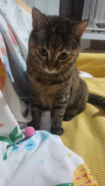 Tekir Kedi, Kedi  Safiş fotoğrafı