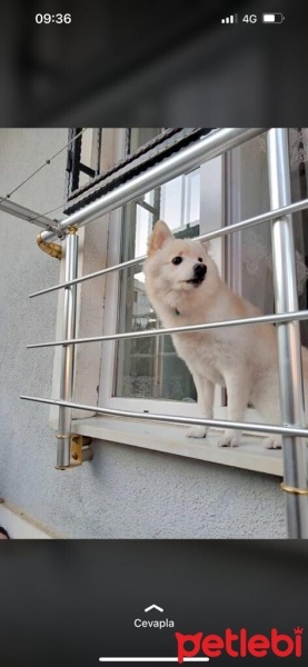 Pomeranyalı, Köpek  CEDRİC fotoğrafı