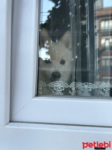 Pomeranyalı, Köpek  CEDRİC fotoğrafı
