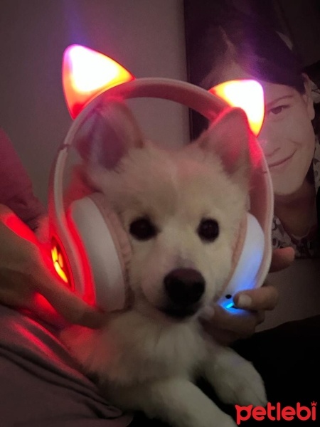 Pomeranyalı, Köpek  CEDRİC fotoğrafı
