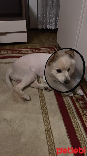 Pomeranyalı, Köpek  CEDRİC fotoğrafı