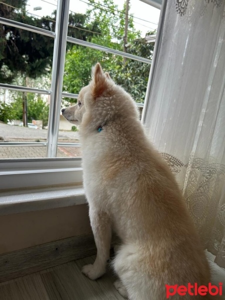 Pomeranyalı, Köpek  CEDRİC fotoğrafı