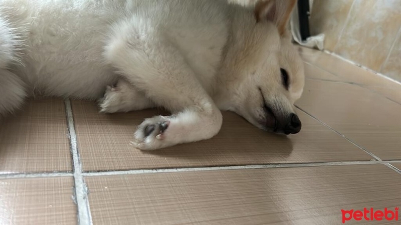 Pomeranyalı, Köpek  CEDRİC fotoğrafı