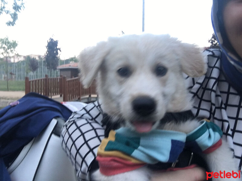 Golden Retriever, Köpek  Puffy fotoğrafı