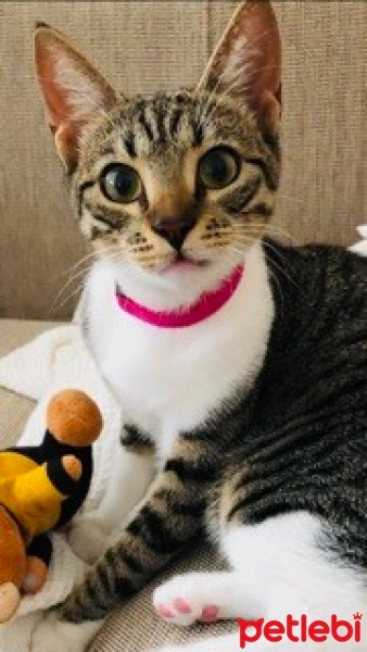 Tekir Kedi, Kedi  Kapsül fotoğrafı
