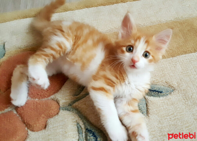 European Shorthair, Kedi  Portakal fotoğrafı