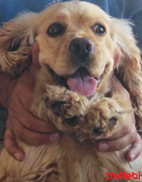 Amerikan Cocker Spaniel, Köpek  Bella fotoğrafı