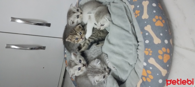 Scottish Fold, Kedi  british ve scotish bebekler fotoğrafı