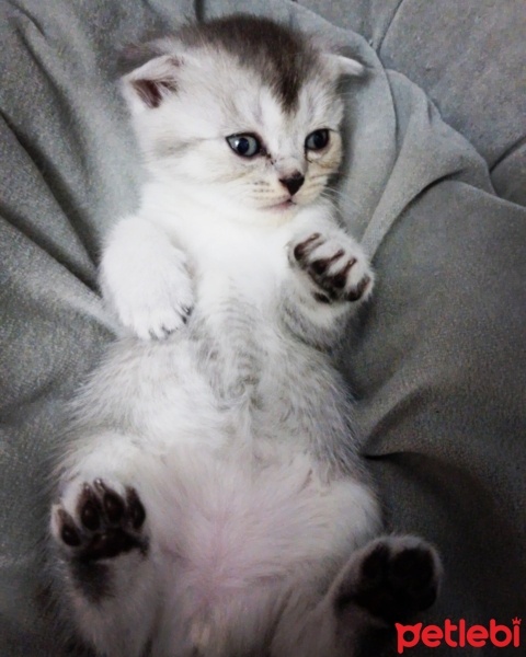Scottish Fold, Kedi  british ve scotish bebekler fotoğrafı