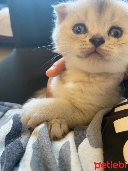 Scottish Fold, Kedi  british ve scotish bebekler fotoğrafı