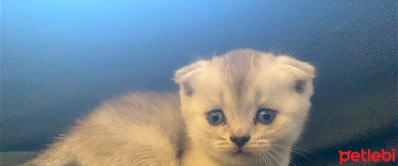 Scottish Fold, Kedi  british ve scotish bebekler fotoğrafı