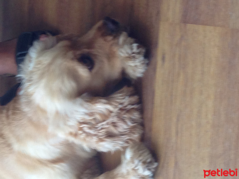 Amerikan Cocker Spaniel, Köpek  Bella Pancho fotoğrafı