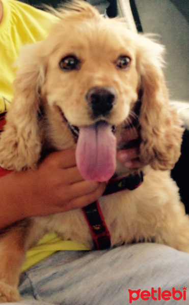 Amerikan Cocker Spaniel, Köpek  Bella Pancho fotoğrafı