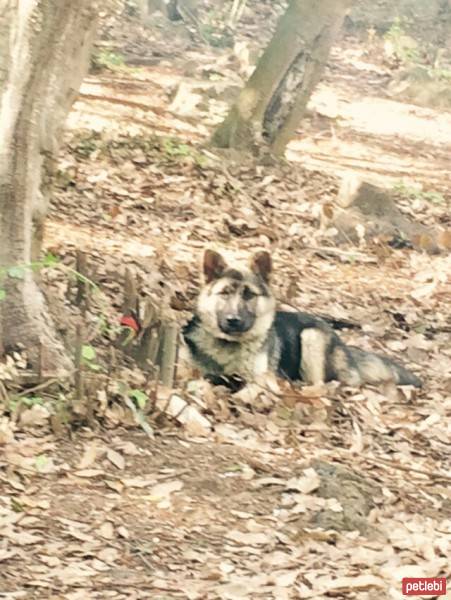 Alman Çoban Köpeği, Köpek  Barut fotoğrafı