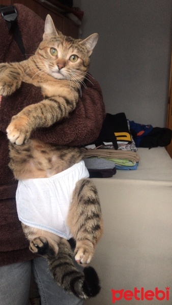Tekir Kedi, Kedi  Mırmır fotoğrafı