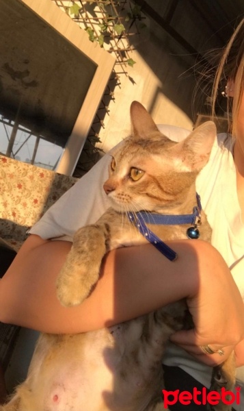 Tekir Kedi, Kedi  Mırmır fotoğrafı
