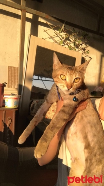 Tekir Kedi, Kedi  Mırmır fotoğrafı