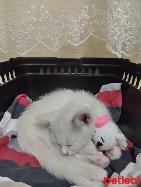 Scottish Fold, Kedi  KÖPÜK fotoğrafı