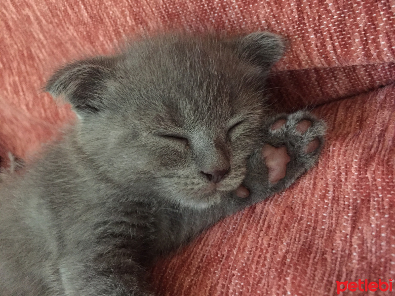 Scottish Fold, Kedi  Logan fotoğrafı