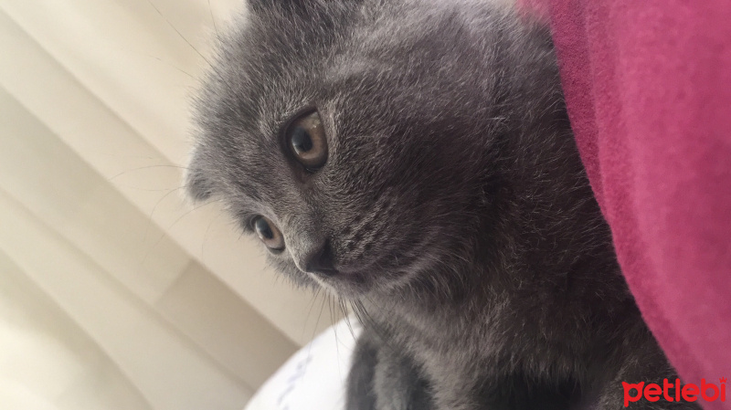 Scottish Fold, Kedi  Logan fotoğrafı