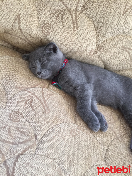 Scottish Fold, Kedi  Logan fotoğrafı