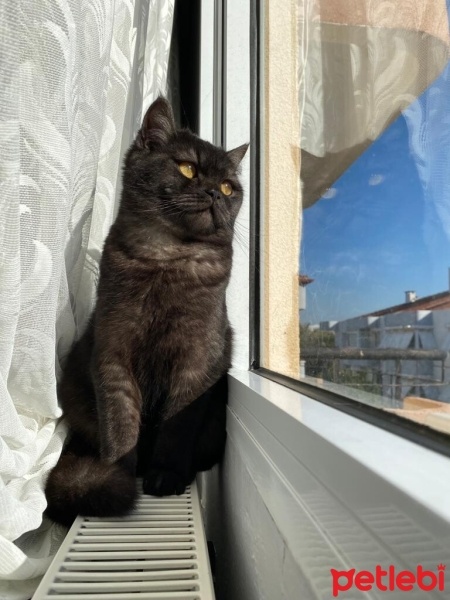 Brazilian Shorthair, Kedi  Balkız fotoğrafı