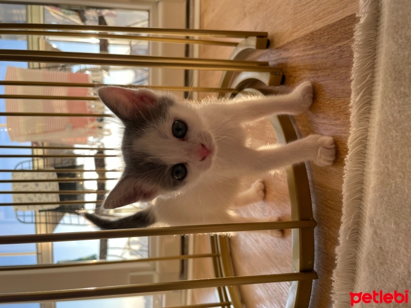 Tekir Kedi, Kedi  Pamuk fotoğrafı
