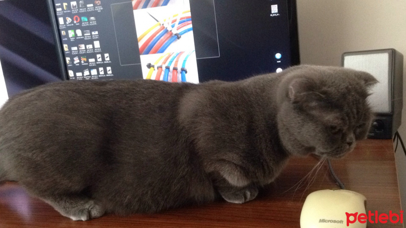 Scottish Fold, Kedi  Minik fotoğrafı