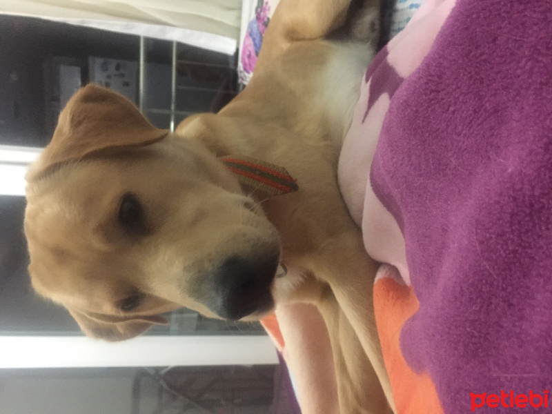 Labrador Retriever, Köpek  rüzgar fotoğrafı