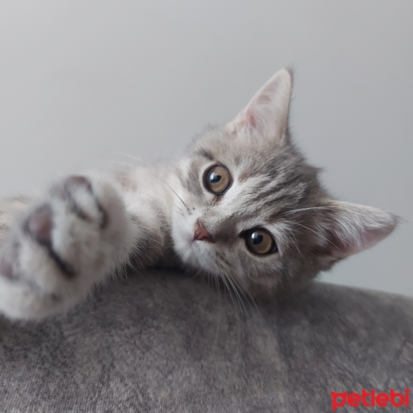 British Shorthair, Kedi  Pamuk fotoğrafı