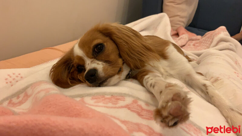 Cavalier King Charles Spanieli, Köpek  Shila fotoğrafı