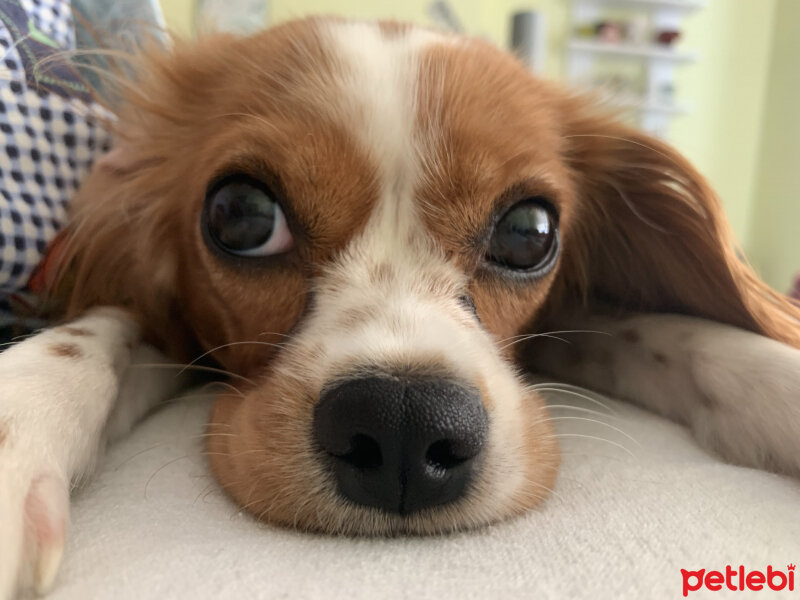 Cavalier King Charles Spanieli, Köpek  Shila fotoğrafı